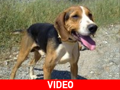 Έκλεψαν τον Γιούγκο